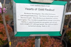 Hearts of Gold Redbud tree
