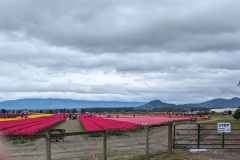 A glimpse of the Skagit Valley Tulips