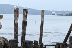 From the beach at the Anacortes Ferry Terminal