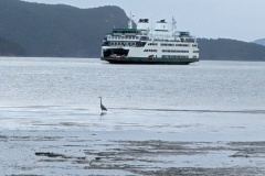 Great Blue Heron in front