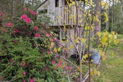 May 4th - Red Buddy at home on Lopez -  new leaves reddish, still has lots of blossoms