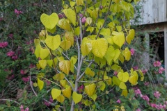May 14th - blossoms done, leaves now golden, new growth coming 
