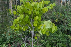 June 10th - leaves maturing and green, lower branches leaves nibbled