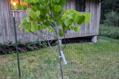 June 28th - now with 6ft fence around it,  leaves now fully green