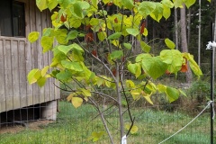 Aug. 18th - Red Buddy tied down, leaves maturing, some new ones, and a few killed by the heat wave (brown)