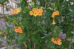 Beautiful flowers - in January!