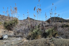 Cactus flowers