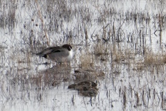 Waterbirds