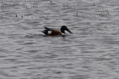 Northern Shoveler