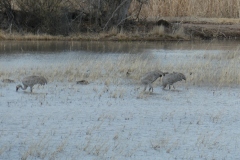 Sand Hill Cranes