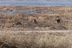 Canada Geese