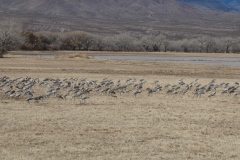 Big flock of Sand Hill Cranes