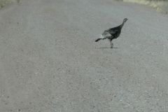 Wild turkey - visiting the Sand Hill Cranes
