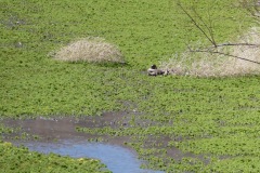 Mallards in green layer of plants
