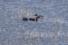 Northern Shovelers