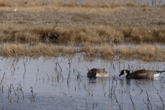 Pair of Canada Geese
