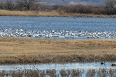 Flock of Snow Geese