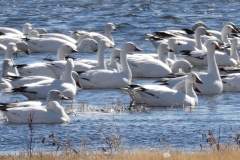 Snow Geese up close