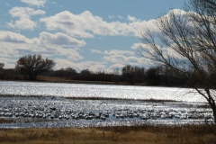 Flock of Snow Geese in setting sun