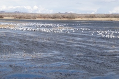 Flocks of Snow Geese