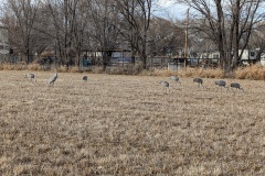 Sand Hill Cranes came to visit