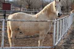 Titan - a fully registered Lipizzaner stallion