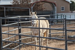 One of the Arabians Linda raised