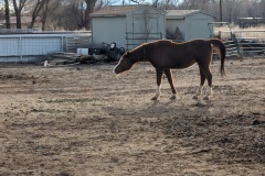 Another Arabian