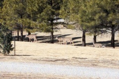 Herd of deer in campground