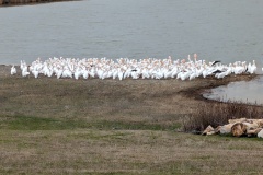 LOTS of Pelicans on Cooper Lake
