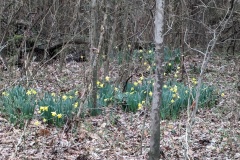 Early Daffodils at campground - Feb. 12th