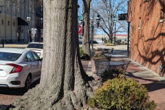 Huge tree stump in downtown