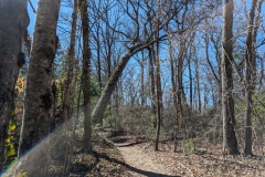 Exploring trails while Kelley runs