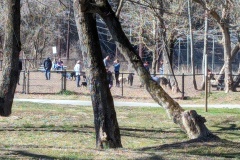 Dog Park