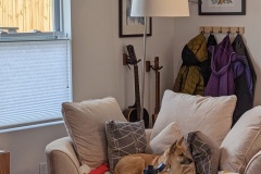 Dogs' favorite chair