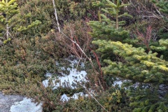Snow