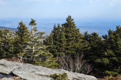 Trees from rocky point