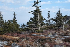 These trees are stunted because of very high winds