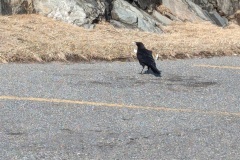Raven