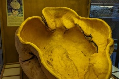 Amazing Big Burl from Black Burch tree on Grandfather Mountain - 6' in diameter!