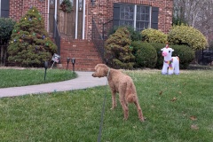 Danny & Julie's house, with Scarlet going for a walk with me