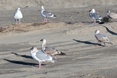 Flock of birds followed me, they thought I was bringing treats