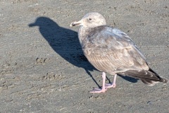 Seagull