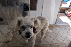 One member fainted and was rushed to ER. We offered to take care of her dog Kit, but she was back the same day.