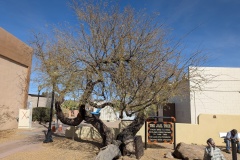 Jail Tree, 1863 - 1890