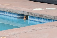 Lost rubber ducky
