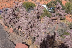 Cacti along the road to the Chapel