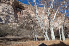Lots of Oak trees near the creek, loving the water