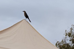Birds are all California Brown Thrashers (I think)