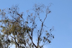 Lots of birds in the trees all around